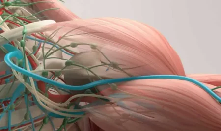 El Oxígeno Oculto en tus Músculos: Guía Completa sobre Oxigenación Muscular y Fisioterapia