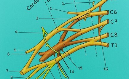 Plexo Braquial: La Guía Completa de la ‘Central Eléctrica’ de tu Brazo