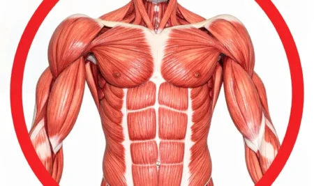 La Fascinante Teoría de la Memoria Muscular: ¿Tus Músculos Realmente Olvidan el Entrenamiento?