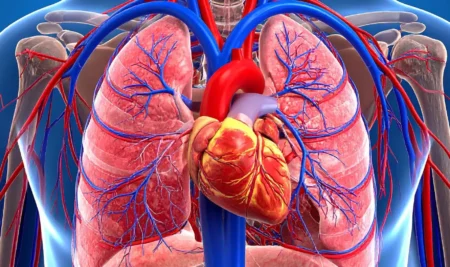 Guía Completa sobre los Beneficios del Entrenamiento de Fuerza para el Corazón: Ciencia y Salud al Alcance de Todos