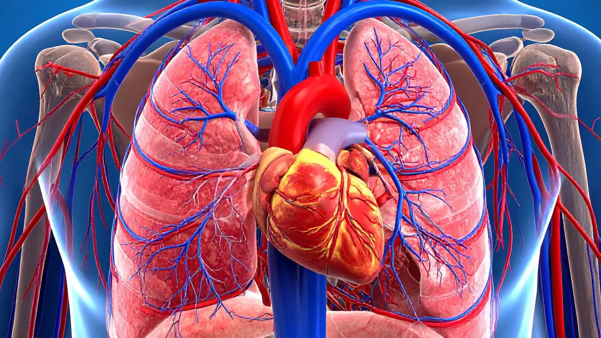 los beneficios del entrenamiento de fuerza para el corazón según la AHA.