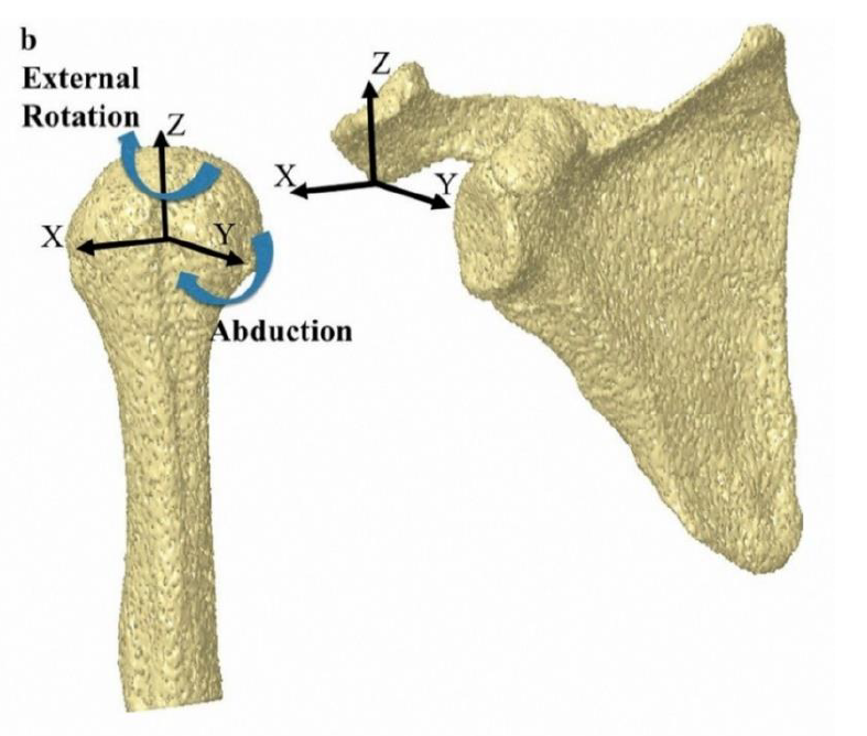 Movimientos y planos del hombro